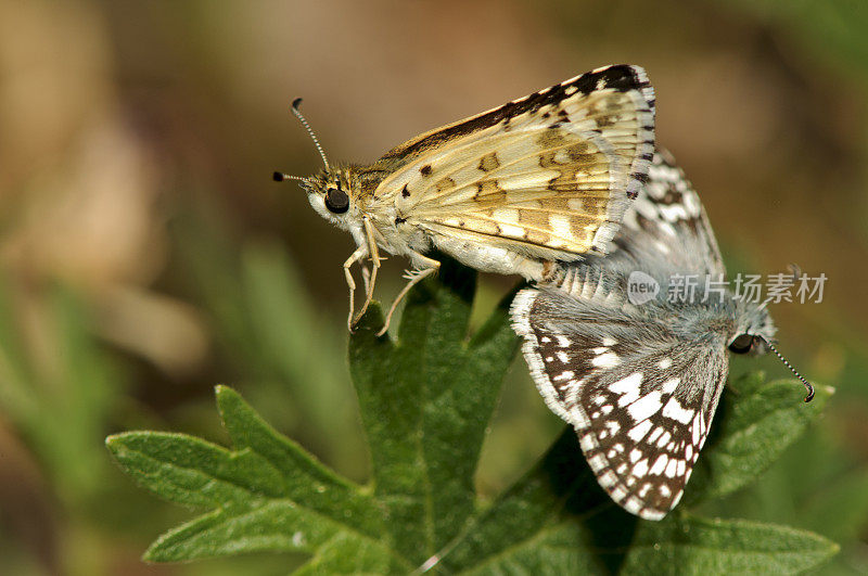 大昆虫派克的Skipper moth (Polites peckius)交配